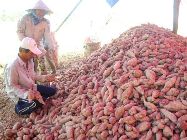 Les patates douces et les nids d'hirondelles sont officiellement exportes vers la Chine hinh anh 1