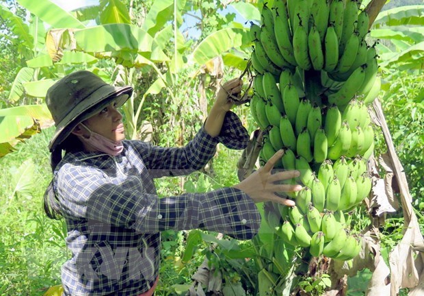 La signature de protocole de l'exportation officielle de bananes vers la Chine hinh anh 2