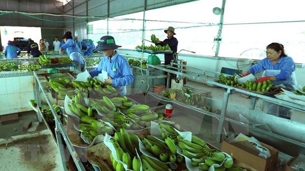 La signature de protocole de l'exportation officielle de bananes vers la Chine hinh anh 1