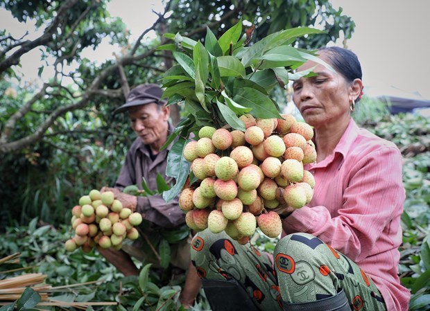 Bac Giang met l'accent sur le developpement de produits agricoles cles hinh anh 1