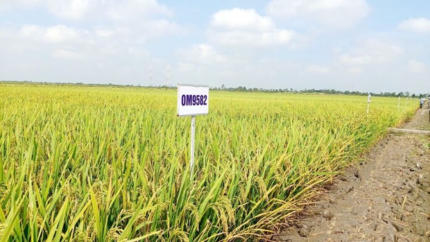 La riziculture du delta du Mekong sous le signe des avancees scientifiques hinh anh 3