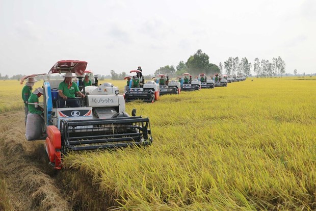 La riziculture du delta du Mekong sous le signe des avancees scientifiques hinh anh 2