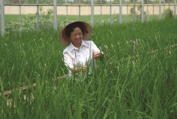 Nguyen Thi Tram, la femme derriere les “moissons en or” des paysans hinh anh 2