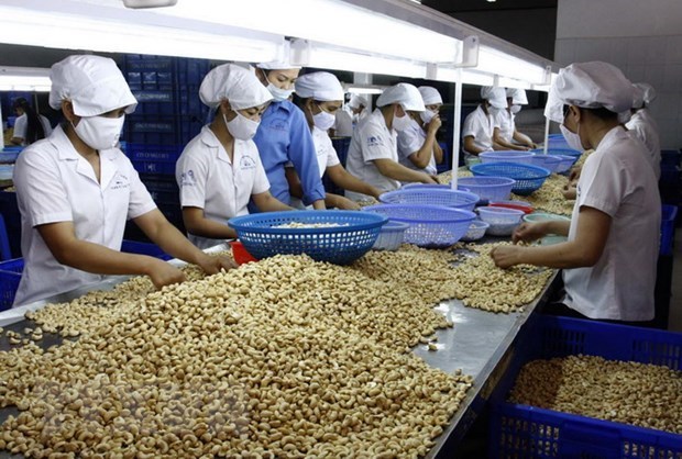 Opportunites et defis lies a l’achat des noix de cajou brutes d’Afrique en debat a Hanoi hinh anh 1