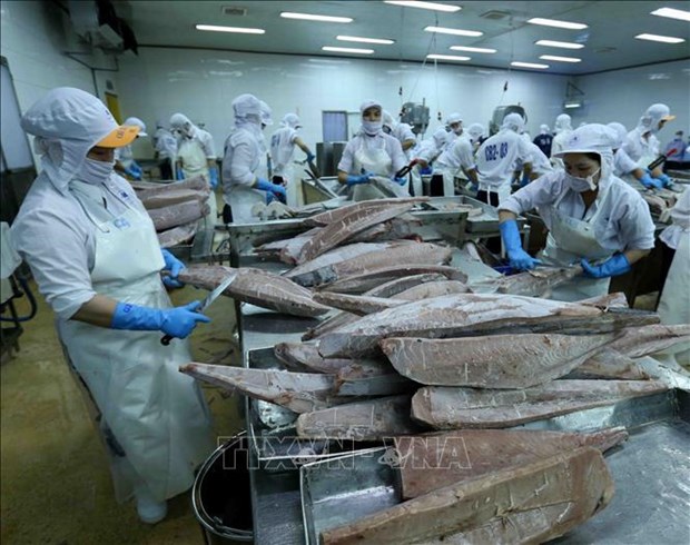 Les exportations nationales de thon ont atteint un milliard de dollars pour la premiere fois hinh anh 1
