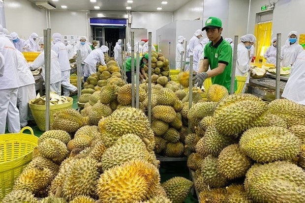 Exportation: 2023, une annee prometteuse pour les fruits vietnamiens hinh anh 1