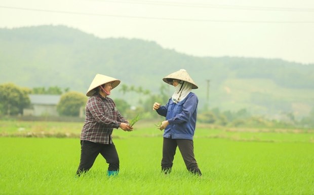 Des paysans heureux a Binh Khe hinh anh 1