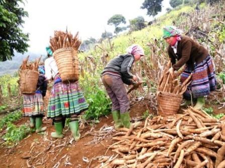 Les exportations nationales de manioc tablent sur 1,5 milliard de dollars cette annee hinh anh 1