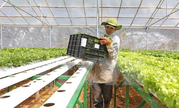 Ha Nam: une compagnie japonaise envisage d’investir dans la production de legumes bio hinh anh 1