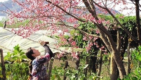 L'Association d'Amitie de Fukushima offre 161 cerisiers a Hanoi hinh anh 1