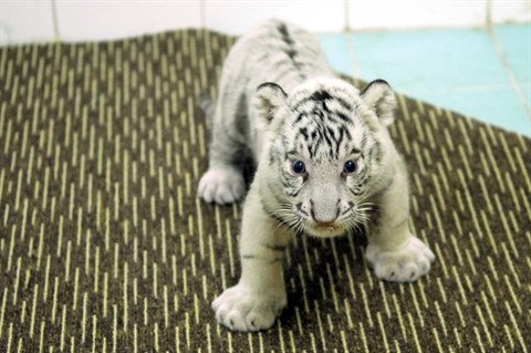 Trois tigrons blancs naissent au zoo de Ho Chi Minh-Ville hinh anh 2