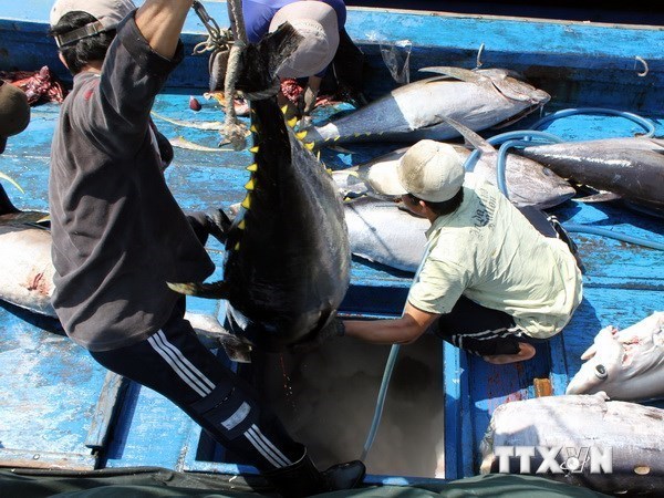 Bonnes perspectives pour l'export de thon grace au TPP hinh anh 1