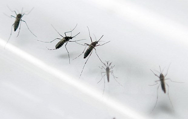 Aucun cas de virus Zika signale au Vietnam hinh anh 2