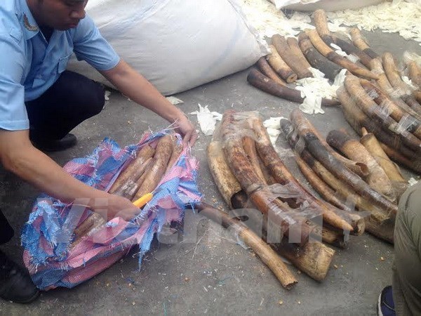 Saisie de plus de 180 kg d'ivoire en provenance d'Angola hinh anh 1