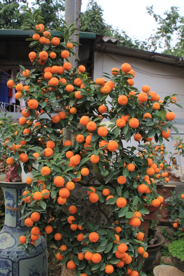 ​ Kumquat bonsai, la nouvelle mode du Tet hinh anh 3