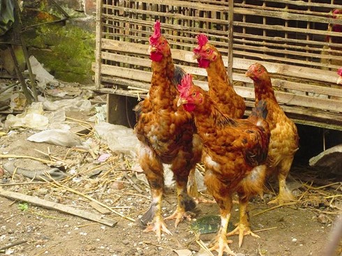 Gastronomie: Trois races de poulets qui font saliver les gourmets hinh anh 2