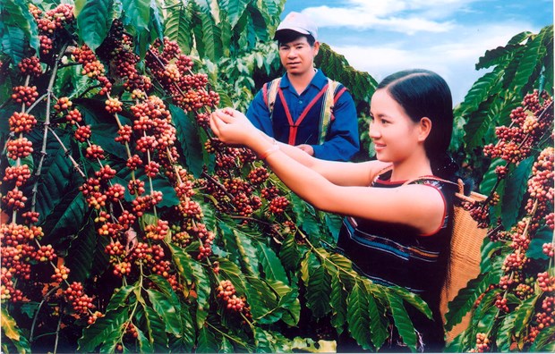 Un projet sur l’agriculture durable demarre a Hau Giang hinh anh 1