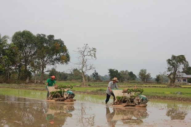 Le Laos prevoit d'exporter un million de tonnes de riz hinh anh 1