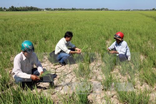 Des mesures urgentes pour faire face a la salinisation dans le delta du Mekong hinh anh 1