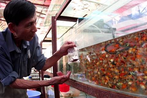 La fievre des poissons d’aquarium gagne le Vietnam hinh anh 1