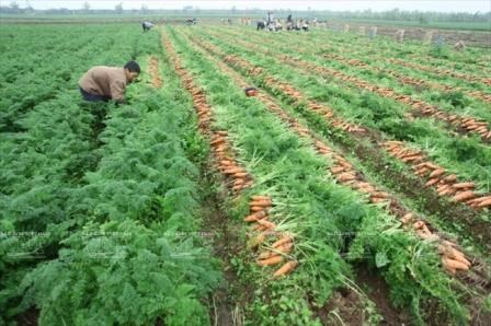 Opportunites d’export de carottes de Bac Ninh a Taiwan (Chine) et au Japon hinh anh 1