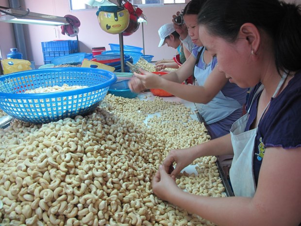La noix de cajou vietnamienne est tres appreciee hinh anh 1