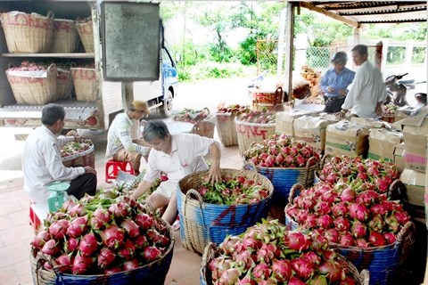 Les exportations de fruits vietnamiens a l’etranger ont le vent en poupe hinh anh 1