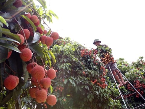 Les exportations de fruits vietnamiens a l’etranger ont le vent en poupe hinh anh 2