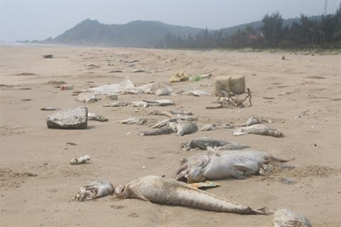 Incident Formosa: mesures de retablissement de l’ecologie marine hinh anh 2