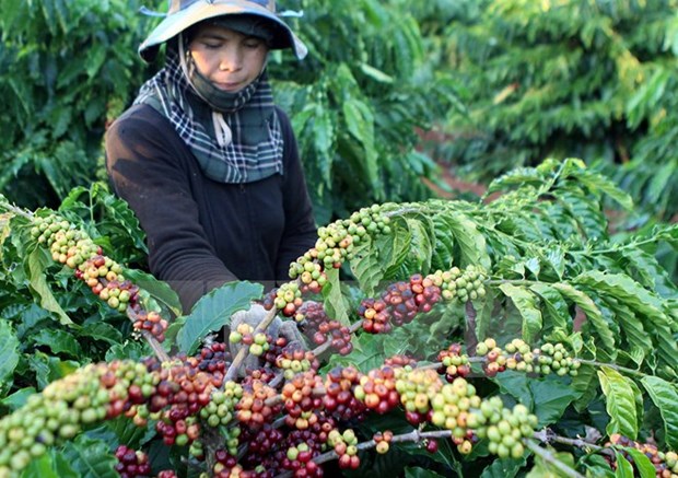 Les exportations de cafe atteindront 1,5 million de tonnes en 2016 hinh anh 1