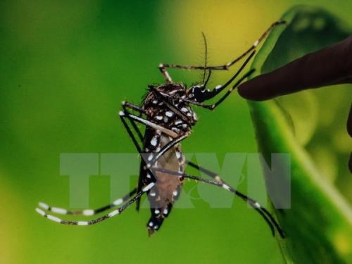 Un Taiwanais infecte par le virus Zika au cours d'un voyage au Vietnam hinh anh 1