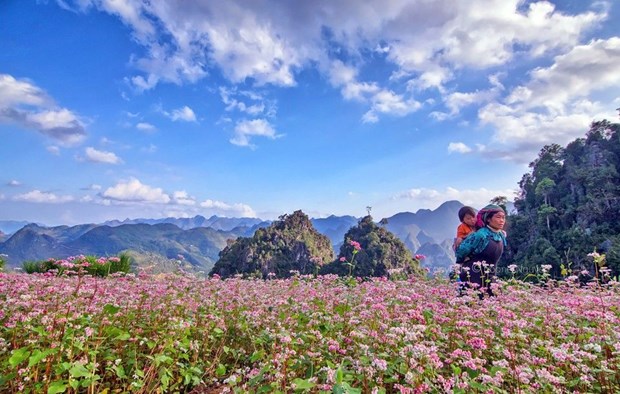 Ha Giang prete pour la 2e fete des fleurs de sarrasin hinh anh 1