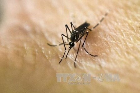 Le Vietnam recense deux nouveaux cas de Zika hinh anh 1