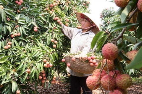 Les exportations de fruits et legumes pourraient atteindre 2,6 mds d’USD hinh anh 2