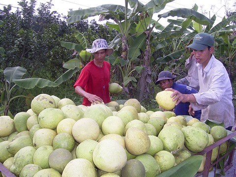 Les exportations de fruits et legumes pourraient atteindre 2,6 mds d’USD hinh anh 1