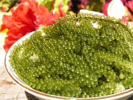 La culture des algues de raisins de mer a Ninh Thuan, un metier rentable hinh anh 1