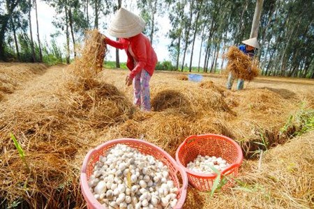 Dans la province de Dong Thap, ou champignon rime avec million hinh anh 2
