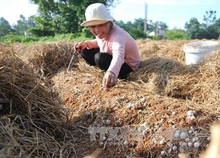 Dans la province de Dong Thap, ou champignon rime avec million hinh anh 1