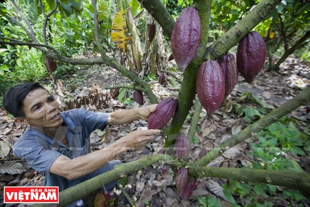 Culture intercalaire du cacaoyer, un modele economique a Dong Nai hinh anh 1