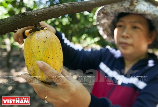 Culture intercalaire du cacaoyer, un modele economique a Dong Nai hinh anh 2