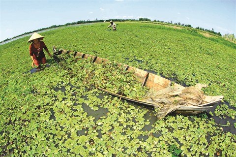Le delta du Mekong a la saison des crues hinh anh 2