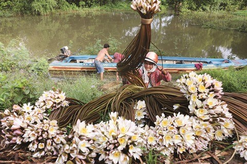 Le delta du Mekong a la saison des crues hinh anh 1