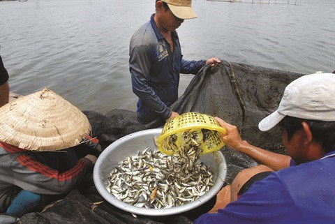 Le delta du Mekong a la saison des crues hinh anh 3