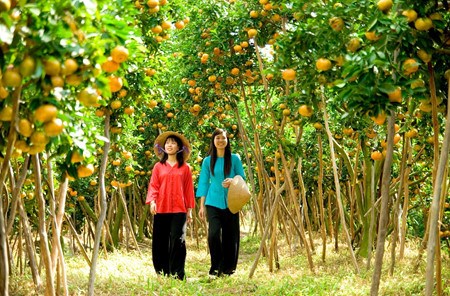 Dans la province de Dong Thap : le royaume des mandarines roses hinh anh 1