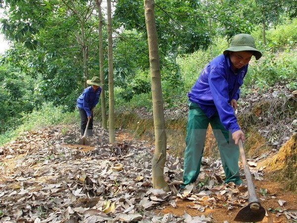 Le Vietnam continue de developper des projets de caoutchouc au Cambodge hinh anh 1