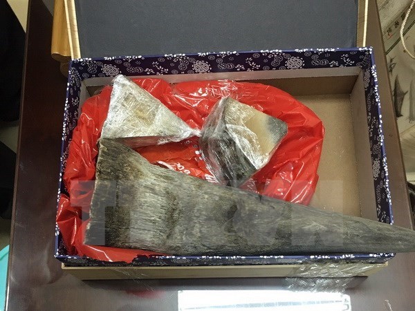 Les douanes saisissent plus de 50 kilos suspectes d'etre des cornes de rhinoceros a Hanoi hinh anh 1