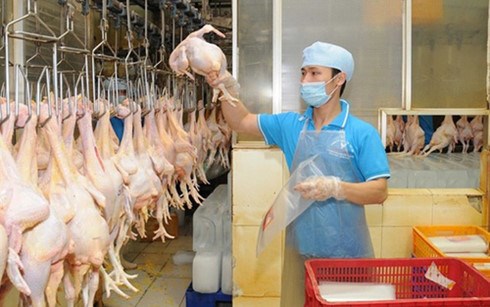 En 2017, le Vietnam exportera de la viande de poulet au Japon et en EU hinh anh 1