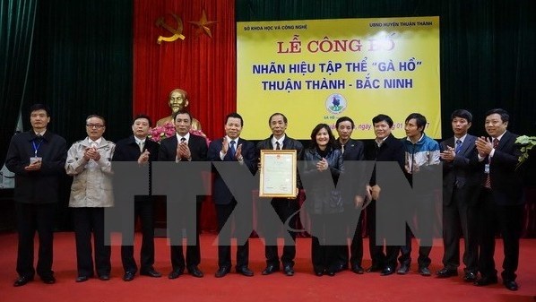 A Bac Ninh, la race de poulet Ho obtient la marque collective hinh anh 1