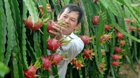 Le fruit du dragon frais vietnamien obtient son visa pour le Japon hinh anh 1