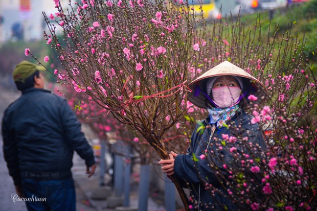 Le marche aux fleurs de Quang Ba, une destination a ne pas manquer a l’occasion du Tet hinh anh 1